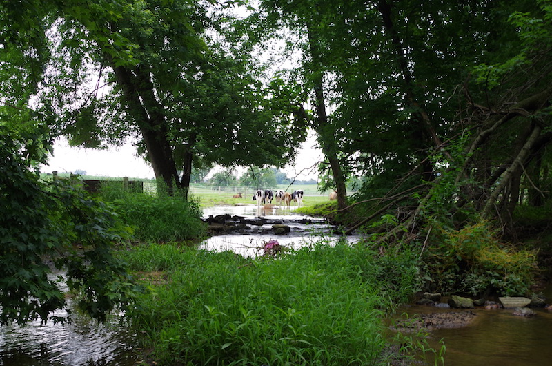 Cows Graze by the Delaware Watershed 
